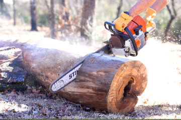 Tree Removal